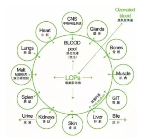 高劑量高壓臭氧生物學功能與最佳適應癥5.png